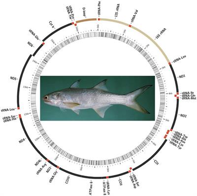 Mitochondrial Genome of Eleutheronema rhadinum With an Additional Non-coding Region and Novel Insights Into the Phylogenetics